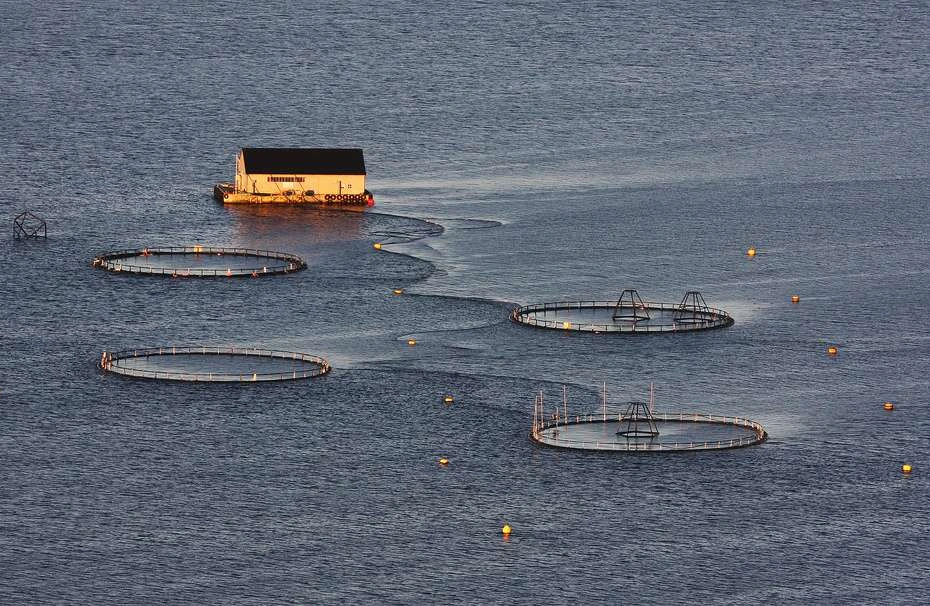 Aquaculture