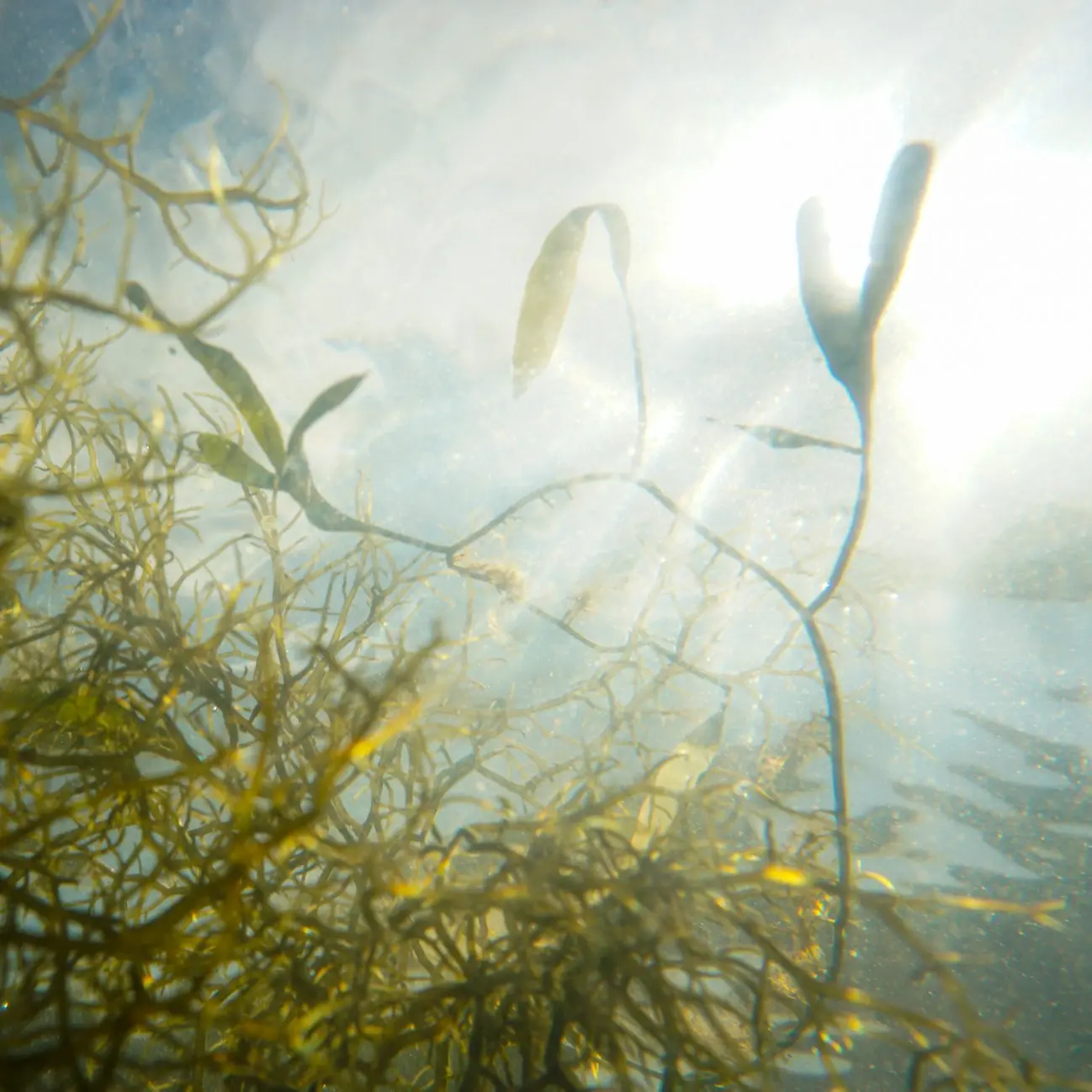 Studies on water quality